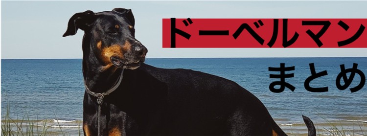 ドーベルマン！君はやっぱりかっこいいよ!